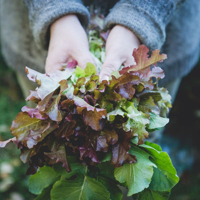 What to Plant in Late August?