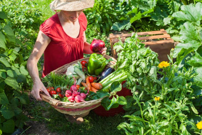 September in the Garden: A Dance of Preparation and Planting
