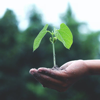 Sustainable Living