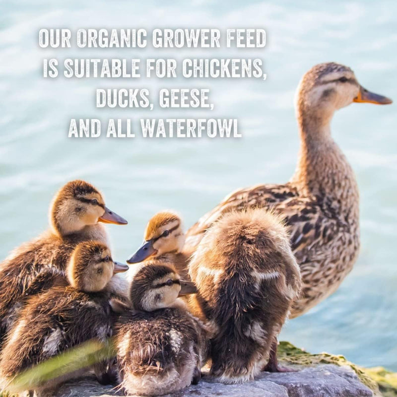 Organic Grower Layer Starter Mash Chicken Feed Non GMO
