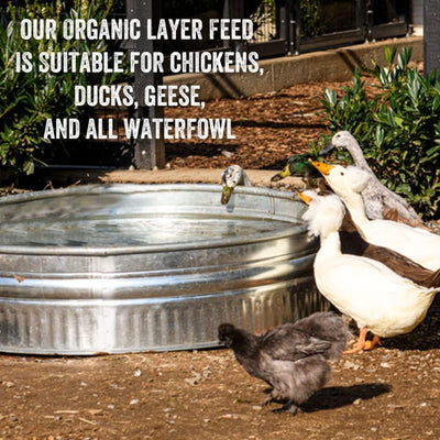 Organic Grower Layer Starter Mash Chicken Feed Non GMO