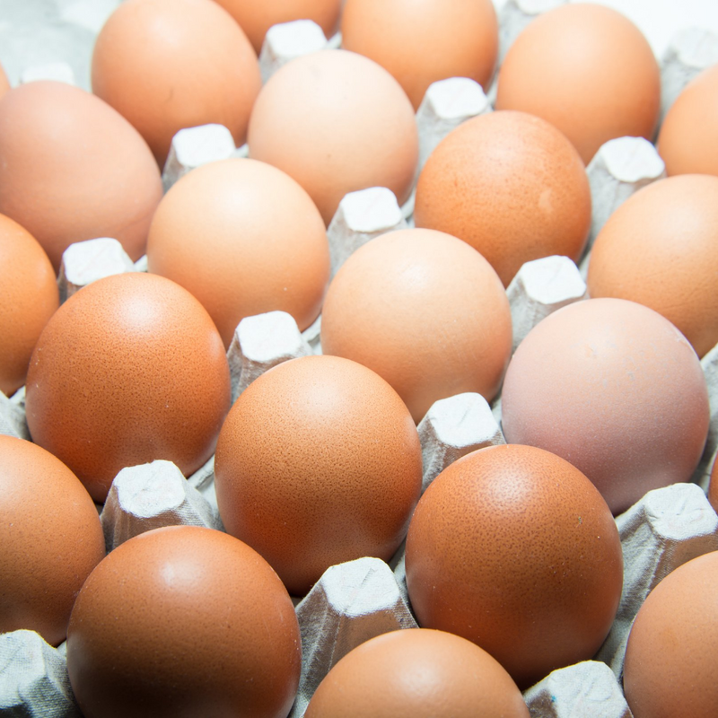 Egg Incubator for Hatching Eggs, Chicken Quail Duck Pigeon Egg Hatching Incubator