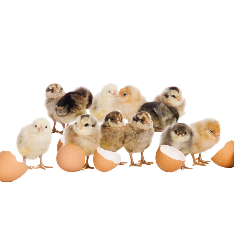 Egg Incubator for Hatching Eggs, Chicken Quail Duck Pigeon Egg Hatching Incubator