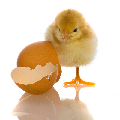 Egg Incubator for Hatching Eggs, Chicken Quail Duck Pigeon Egg Hatching Incubator