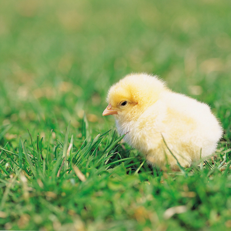 Egg Incubator for Hatching Eggs, Chicken Quail Duck Pigeon Egg Hatching Incubator