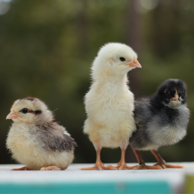 Egg Incubator for Hatching Eggs, Chicken Quail Duck Pigeon Egg Hatching Incubator