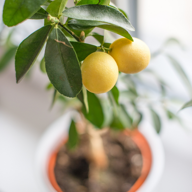 USA-Seller 20Pcs Rare Lemon Tree Indoor Outdoor Available Heirloom Fruit Seeds