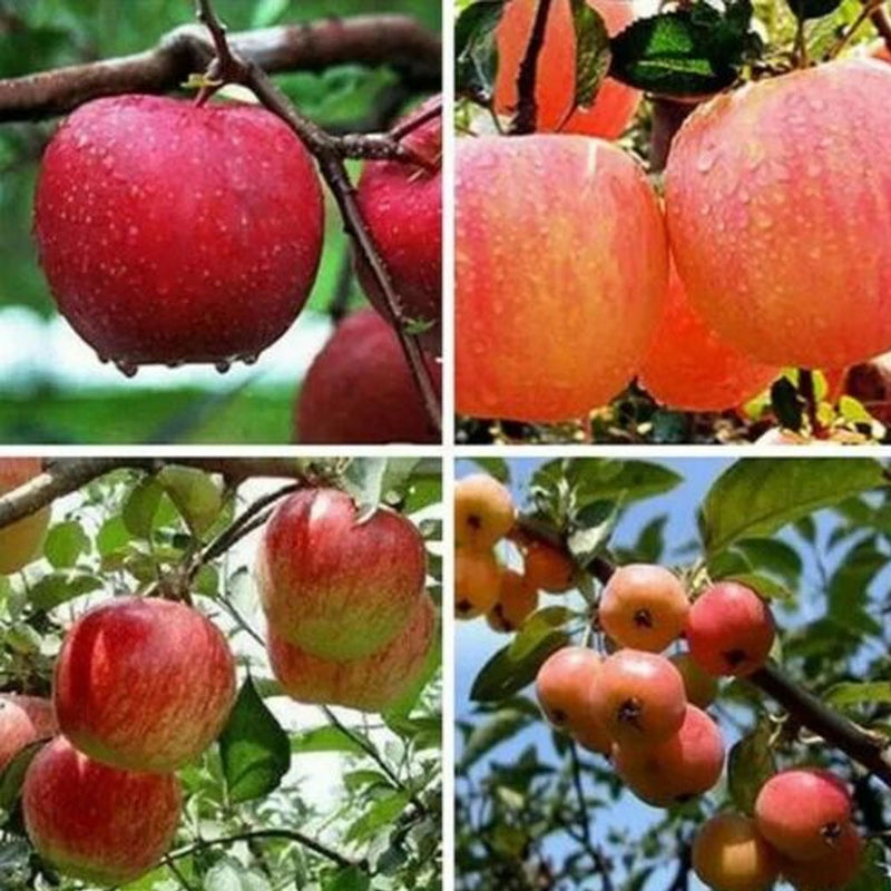 25 Bonsai Apple Tree Seeds Outdoor Garden Patio Lawn