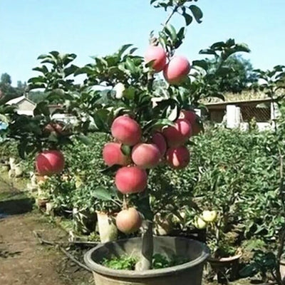 25 Bonsai Apple Tree Seeds Outdoor Garden Patio Lawn