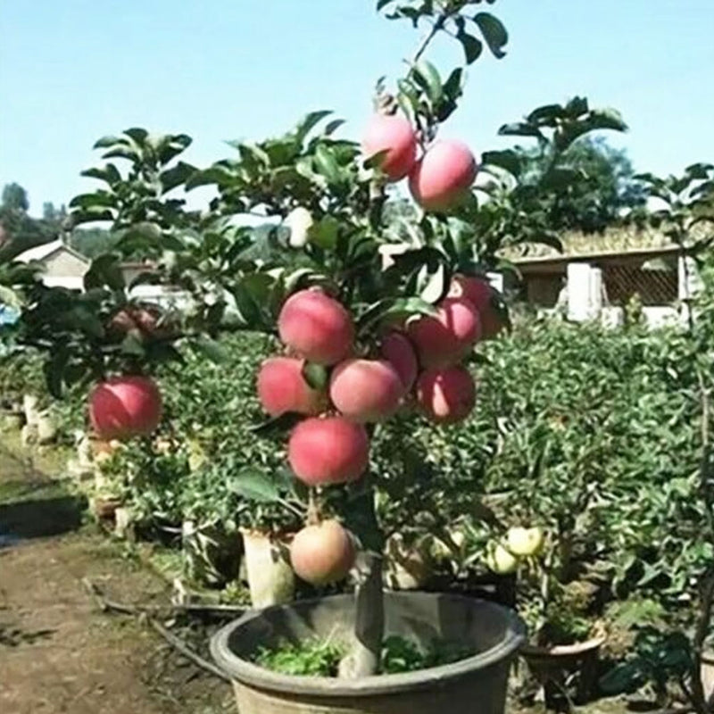 25 Bonsai Apple Tree Seeds Outdoor Garden Patio Lawn