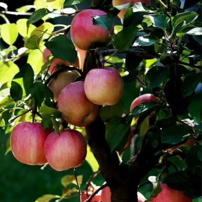 25 Bonsai Apple Tree Seeds Outdoor Garden Patio Lawn