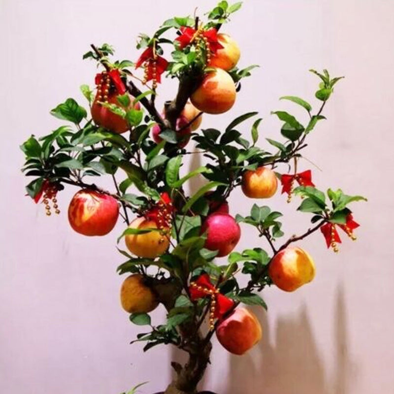 25 Bonsai Apple Tree Seeds Outdoor Garden Patio Lawn