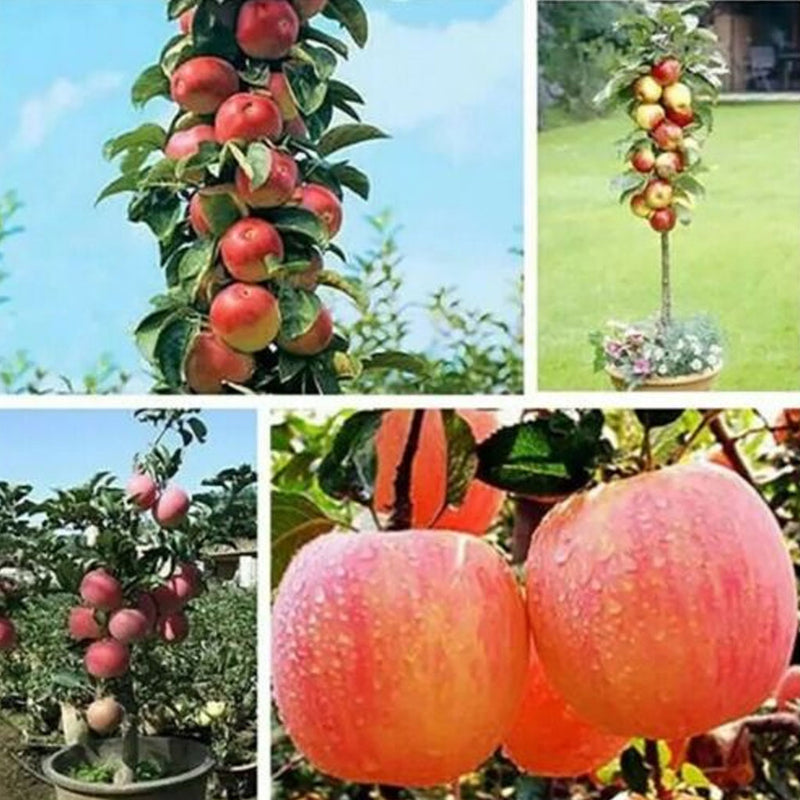 25 Bonsai Apple Tree Seeds Outdoor Garden Patio Lawn