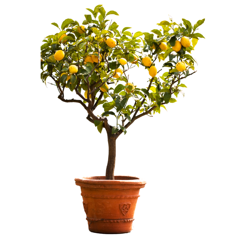 USA-Seller 20Pcs Rare Lemon Tree Indoor Outdoor Available Heirloom Fruit Seeds