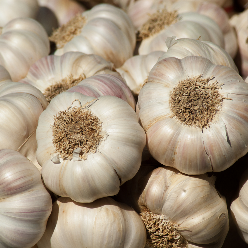 20Pcs Giant Garlic Seeds Heirloom Organic Bulb Seed Home Garden Vegetable Seed