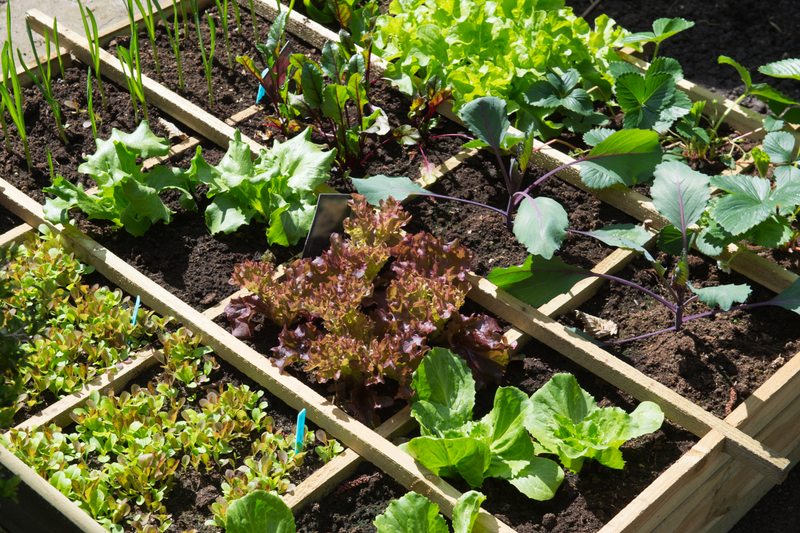 Survival Garden 300,000 Non GMO Heirloom Seed Vegetable & Herb Seeds 60 Varieties Open Pollinated