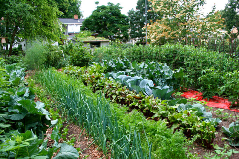 Survival Garden 300,000 Non GMO Heirloom Seed Vegetable & Herb Seeds 60 Varieties Open Pollinated