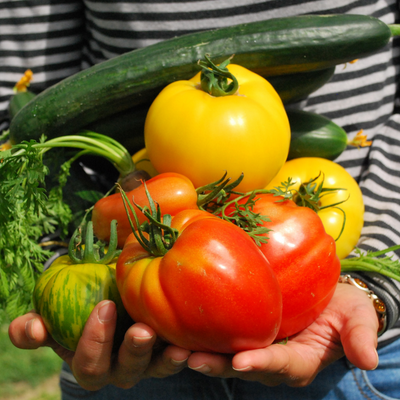 Survival Garden 300,000 Non GMO Heirloom Seed Vegetable & Herb Seeds 60 Varieties Open Pollinated