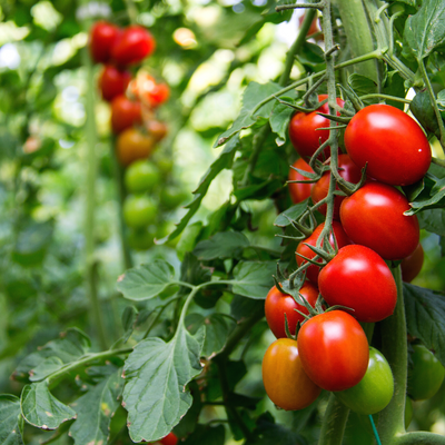 Heirloom Seeds, open pollinated