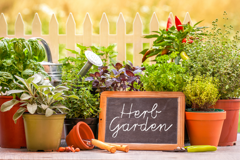20 Variety Heirloom Herb Culinary Seeds Pack Survival Garden Organic Food Set