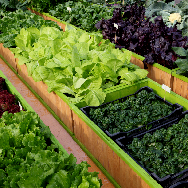 Survival Garden 300,000 Heirloom Non-GMO Open Pollinated Vegetable Seeds