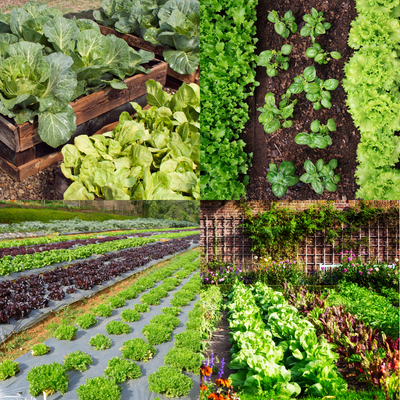 Survival Garden 15,000 Non GMO Heirloom Vegetable Seed 32 Variety