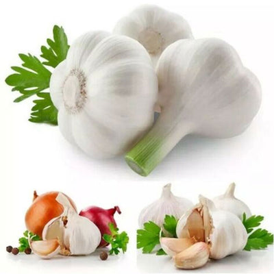 20Pcs Giant Garlic Seeds Heirloom Organic Bulb Seed Home Garden Vegetable Seed