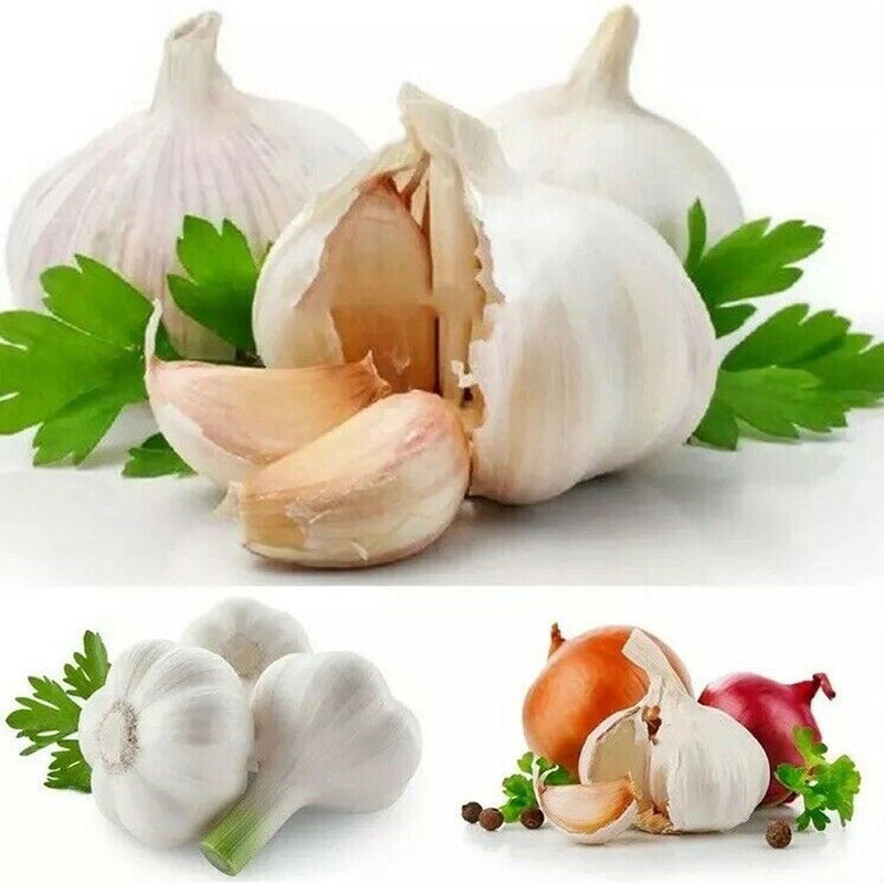20Pcs Giant Garlic Seeds Heirloom Organic Bulb Seed Home Garden Vegetable Seed
