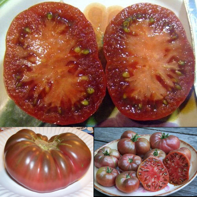 100 Heirloom Purple Tomato Cherokee Lycopersicon Fruit Vegetable Garden Seeds