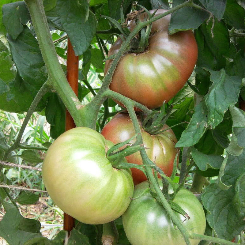 100 Heirloom Purple Tomato Cherokee Lycopersicon Fruit Vegetable Garden Seeds