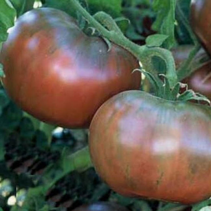 100 Heirloom Purple Tomato Cherokee Lycopersicon Fruit Vegetable Garden Seeds