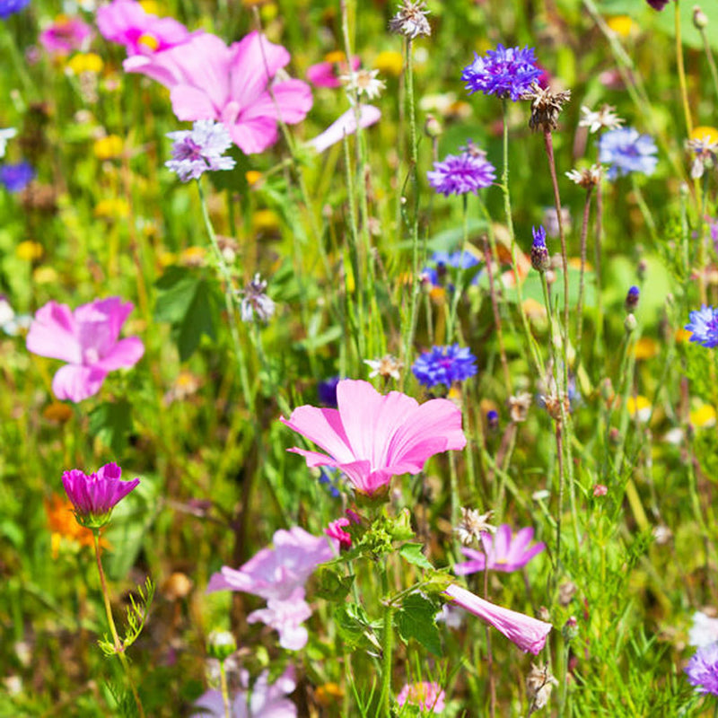 Wildflower Seeds Open-Pollinated Non-GMO Flower Garden Annual Seed Mix