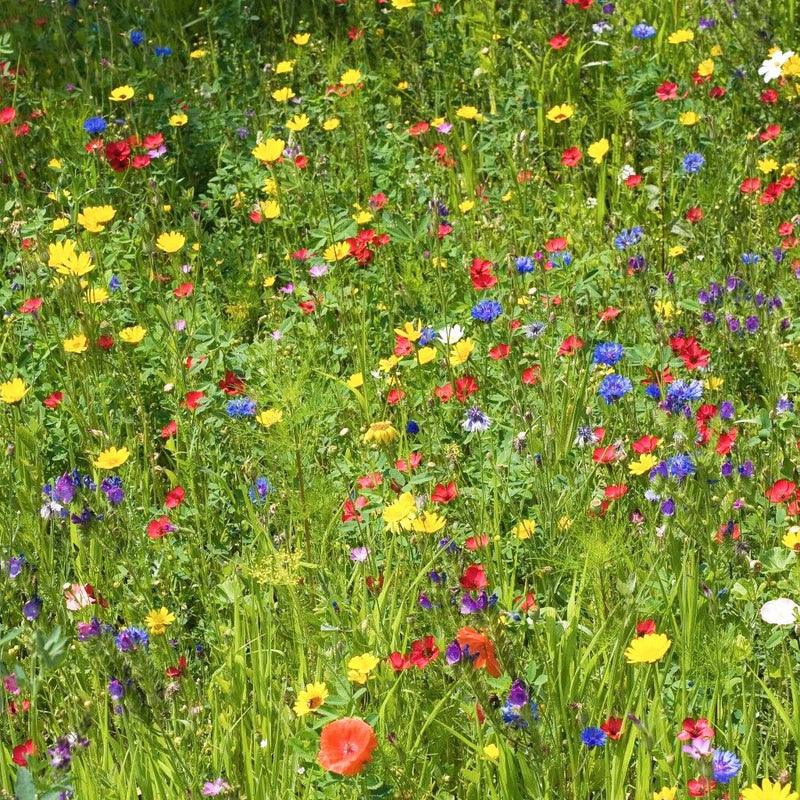 Wildflower Seeds Open-Pollinated Non-GMO Flower Garden Annual Seed Mix