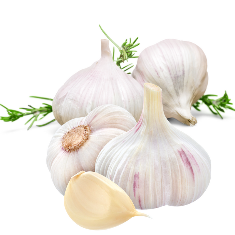 20Pcs Giant Garlic Seeds Heirloom Organic Bulb Seed Home Garden Vegetable Seed